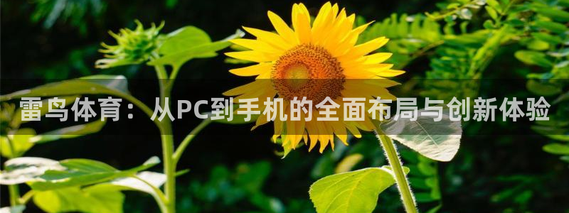 雷鸟体育：从PC到手机的全面布局与创新体验